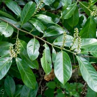 Cherry Laurel
